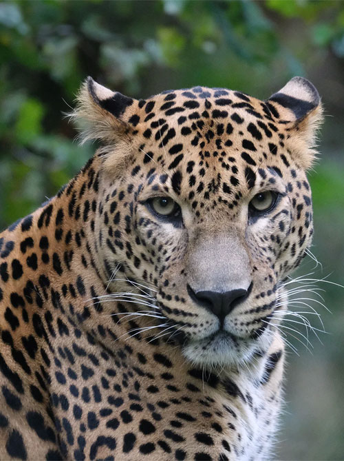 Leopard