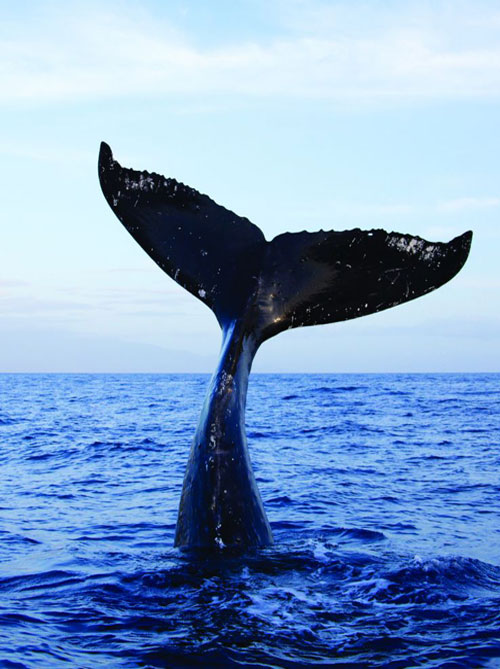 whale-watching-in-mirissa_orig